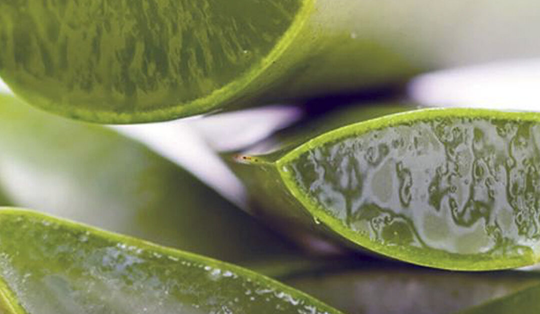 Los diferentes beneficios del Aloe Vera