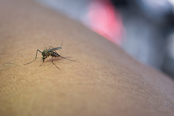 Los mosquitos en verano